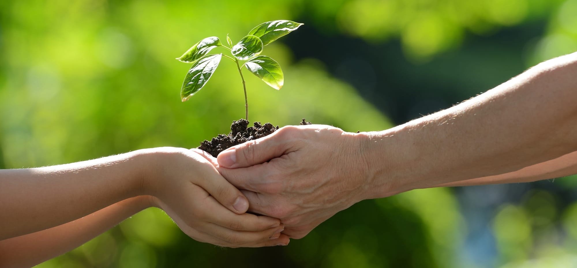 two peoples hands holding a sapling in palms